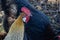 Close up of head of golden rooster standing on traditional rural barnyard in the morning. Portrait of colorful long-tailed rooster