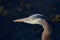 Close up of head of great blue heron lit by evening sun, background in the shade