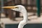 Close up of head of Great white Heron