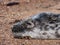 Close-up of the head of the Grey seal pup (Halichoerus grypus) with soft, grey silky fur with dark spots