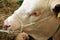 Close up of the head of a Hereford bull, with a rope bridle and a copper ring through its nose