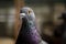 Close up head of homing pigeon bird