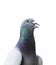 Close up head of homing pigeon bird