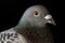 Close up head of homing pigeon eye and bill on black background