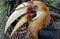 close up of the head of a Hornbill