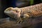 Close up head Horned Lizard at thailand