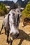 Close up of head of horse mare with foal on the way to Taktshang GoembaTiger`s Nest Monastery, the most famous Monastery in