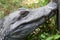 Close up of Head of a huge Black Caiman Alligator. Guyana South America