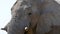 Close up of a head of a huge old male Elephant walking in a savannah in Etosha.