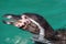 Close up of the head of a Humboldt Penguin