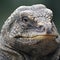 Close-up of the head of an iguana (Iguana iguana)