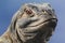 Close up of the head of a iguana (Iguana iguana)