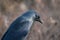 Close up of the head of a Jackdaw Corvus monedula