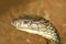 Close up head king cobra is dangerous snake at garden thailand