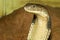 Close up head king cobra is dangerous snake at garden thailand