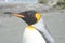 Close up of head of King Penguin