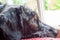 Close up of head of labradoodle looking out of a window. Focus on eye, background blurry