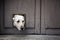 Close up of head of Labrador sticking through cat flap in wooden door