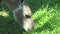 Close-up of the head lama guanaco