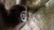 Close-up of head Lar Gibbon is looking at camera on tree branches. Portrait