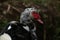 Close up of the head of a large domesticated white and black colored duck