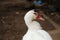 Close up of the head of a large domesticated white colored duck