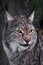 A close-up head of a lynx, a serene look in the half-turn of a