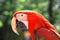 Close up. head, macaw parrot on blurred background