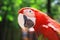 Close up. head, macaw parrot on blurred background