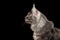 Close-up Head Maine Coon Cat Looks Curious Isolated Black, Profile