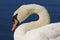 Close up head of a Mute swan Cygnus olor