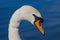 Close up head of a Mute swan Cygnus olor