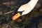 Close up head, Mute Swan, cygnus olor, in water