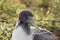 Close-up of the head of a nazca booby.