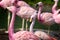 Close up of the head and neck of a James`s Flamingo in amidst a colony of Andean Flamingos