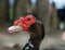 Close Up of the Head and Neck of a Muscovy Duck with Red Facial Wattles