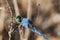 Close up of head, Perhaps Blue dasher dragonfly from Florida