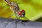 Close up of head, Perhaps Blue dasher dragonfly from Florida