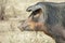 Close-up of the head of a pig that is looking for food in a meadow