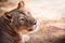 Close up head portrait of beautiful wild lioness looking at camera.