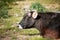 Close up head portrait of a black brown dexter cow cattle in a meadow field
