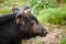 Close up head portrait of a black brown dexter cow in a meadow field