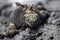 Close-up head on portrait of Marine Iguana Amblyrhynchus cristatus staring at camera Galapagos Islands