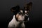 A close up head portrait of an old  tricolored jack russell terrier in the dark studio