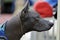 Close up head portrait rare Xolo Xoloitzcuintli Mexican Hairless dog