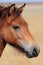Close up head of a Przewalskis Horse, Equus ferus przewalskii