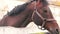 Close-up of the head of a purebred brown horse standing behind a fence on a sunny summer day. The horse is resting at the hippodro