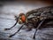 Close up on the head and red compound eye of a fly