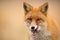 Close-up of head of a red fox, vulpes vulpes, looking straight to the camera licking lips.