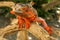 Close-up Head of Reptile. Young male Red Iguana  detail of an iguana camouflaged in nature. This type of iguana is dark red to